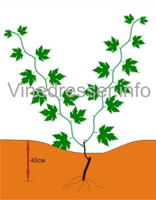 Веерная формировка винограда — VINEYARD
