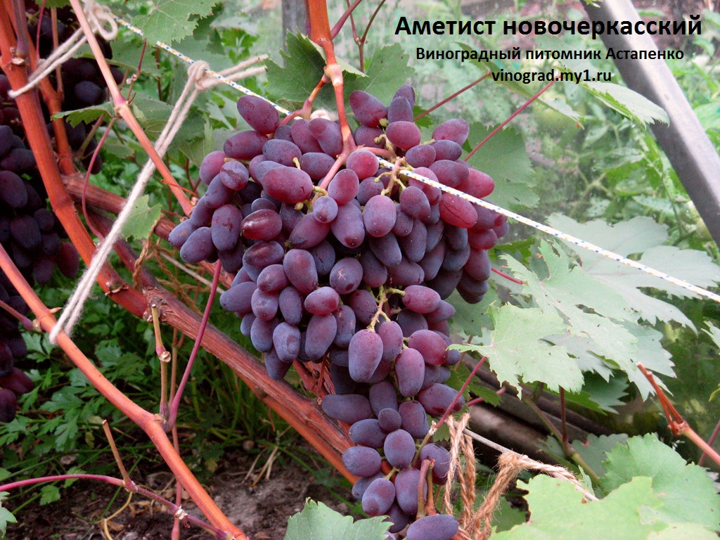 виноград в Беларуси