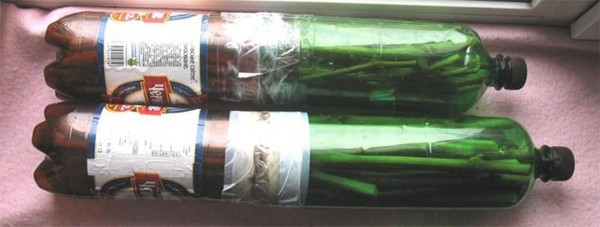 хранение черенков винограда в бутылках