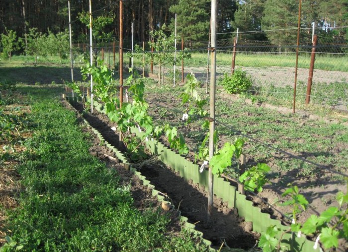 кусты винограда, растущие в коробах