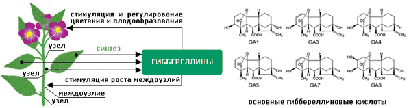 Применение гиббереллина (GA-3, ГК-3) на винограде — VINEYARD