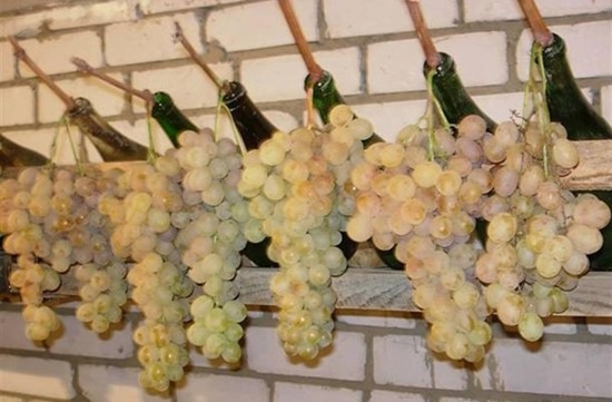 хранение винограда в бутылках