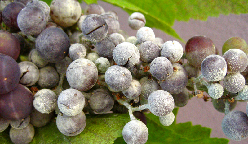 оидиум винограда