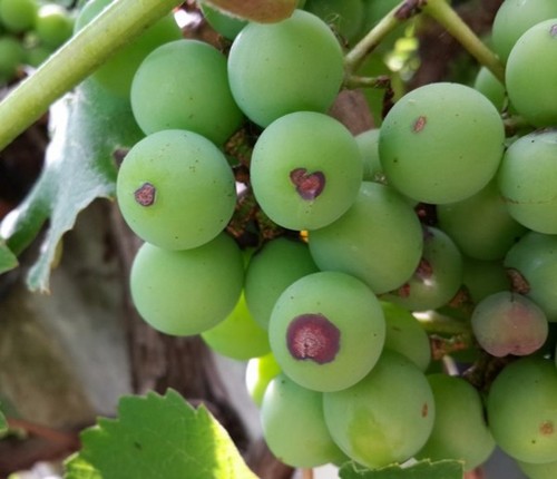 антракноз винограда на ягодах