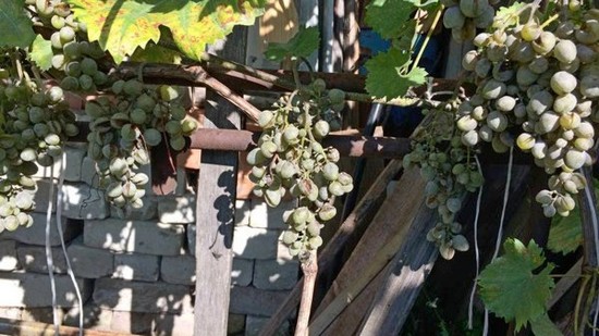 безуходный куст винограда
