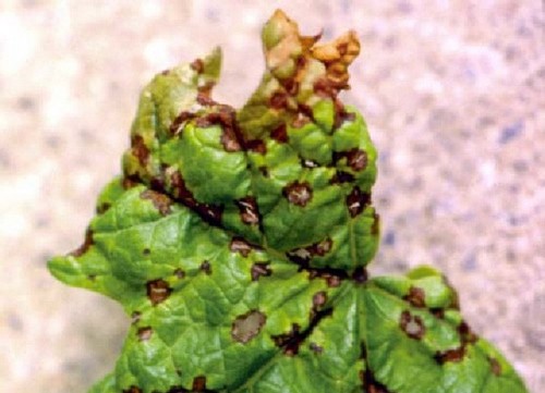 лист винограда, пораженный антракнозом