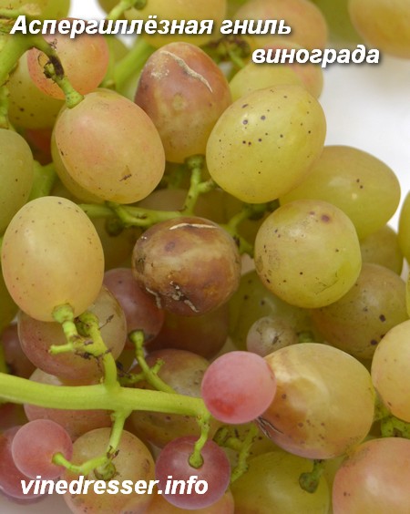 ягоды винограда, пораженный аспергиллёзной гнилью