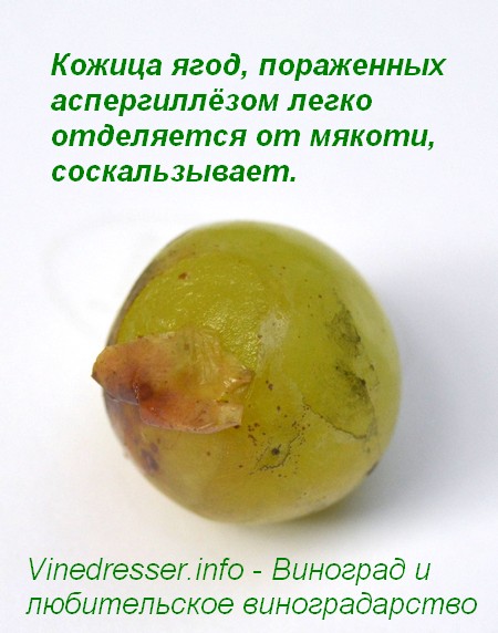 ягода винограда, пораженная аспергиллёзом