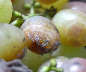 аспергиллёз винограда