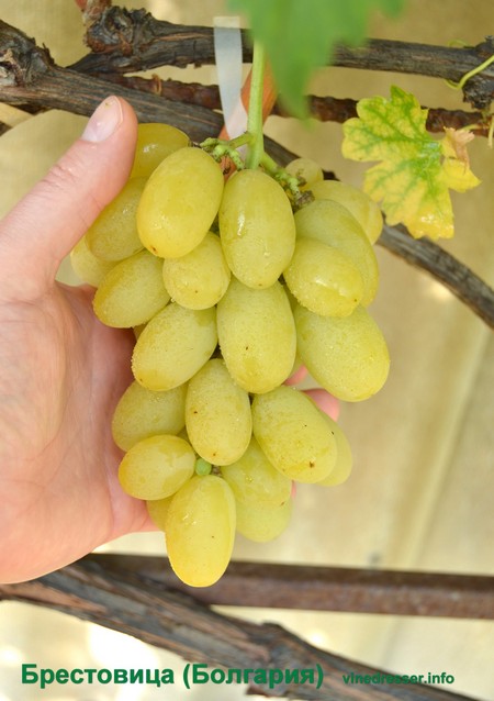 виноград Болгария