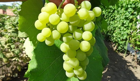 Гайлюне виноград