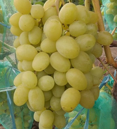виноград Ландыш