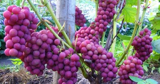 виноград Лиепсна