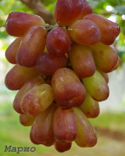 Японские сорта винограда на наших виноградниках — VINEYARD