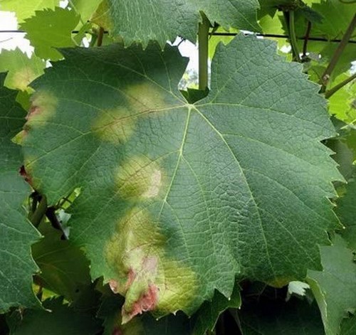 симптомы милдью на листьях винограда