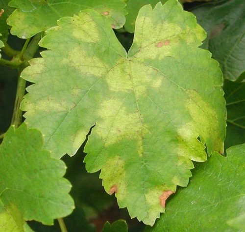 желтые пятна милдью на листе винограда
