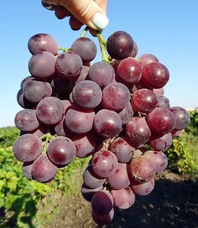 Мускатные сорта винограда на весь сезон | VINEYARD