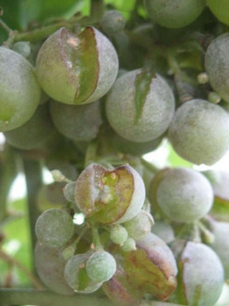 Оидиум винограда. Настоящая мучнистая роса | VINEYARD