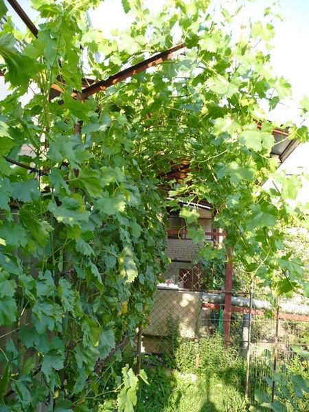 куст винограда на Г-образной шпалере