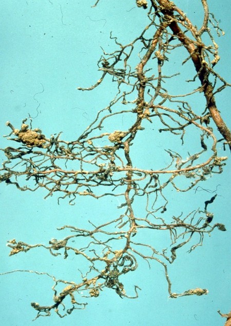 пораженные филлоксерой корни винограда