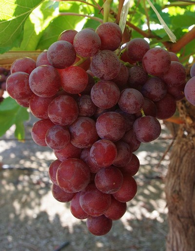 виноград Ред Глоуб