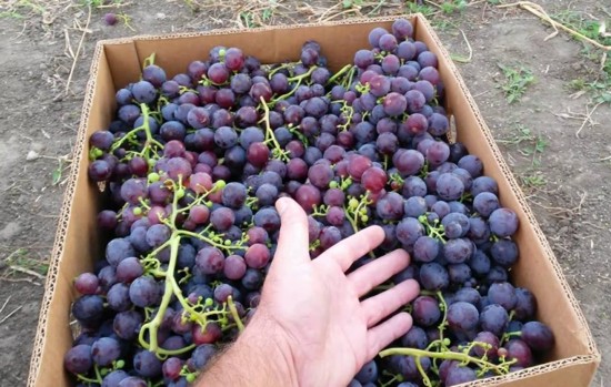 Лучшие любительские сорта винограда прошлых лет – VINEYARD