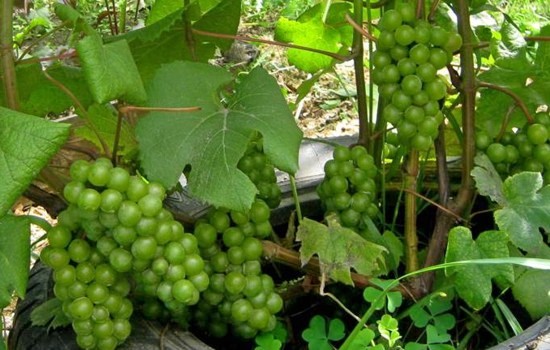 виноград Супага