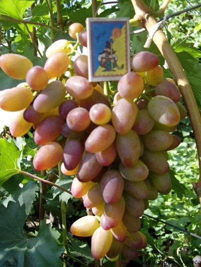 Сорта винограда для начинающих и дачников – VINEYARD