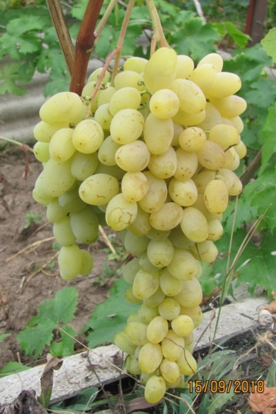 виноград Венечный