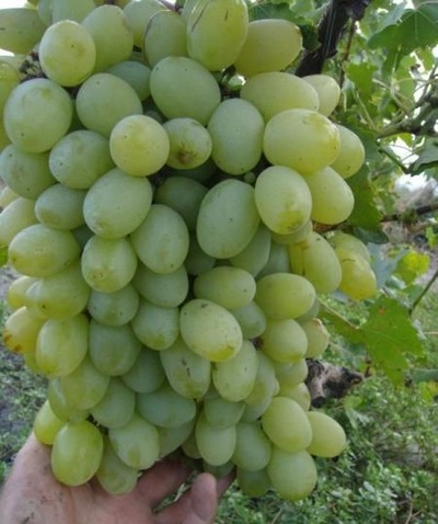 виноград Victoria