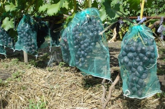 виноград в мешочках от ос