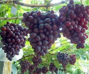 Выращивание винограда для начинающих – VINEYARD