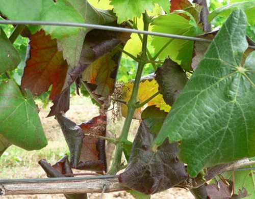 Сорт винограда Аликат Буше. Микроплазменная желтуха
