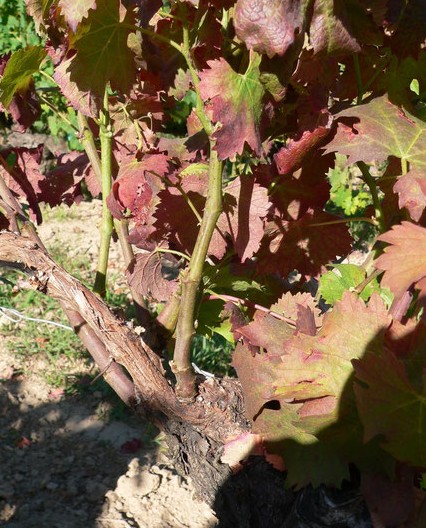 лозы винограда с недостаточным тургором