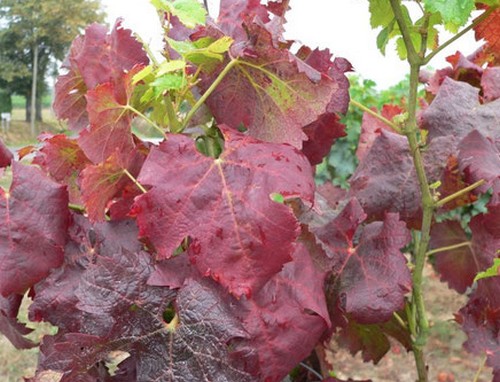 Сорт винограда Каберне фран. Лёгкая степень сркучивания листьев