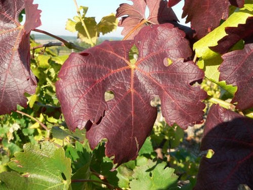 Сорт винограда Каберне совиньон, золотистое пожелтение (FD)