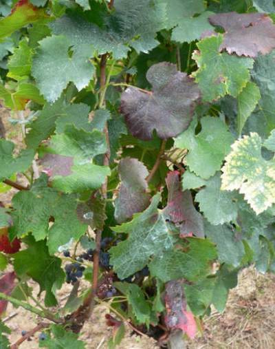 Нетипичные признаки заражения винограда микроплазмой