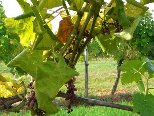 Усыхание гроздей. Сорт винограда Совиньон блан