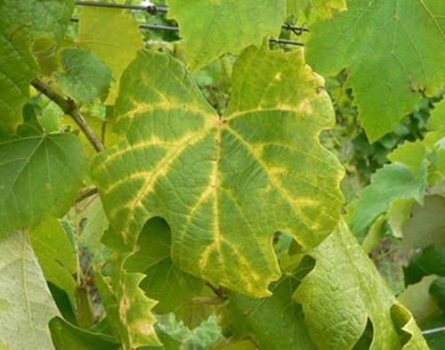 Золотистое пожелтение (FD) на листьях Виллар блан