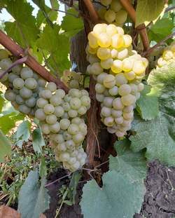 Сорта винограда для производства коньяков в России – VINEYARD