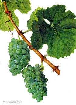Сорта винограда для ��роизводства коньяков в России – VINEYARD
