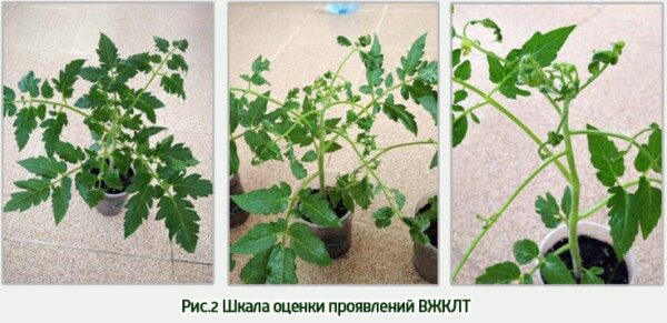 этапы эксперимента по борьбе с вирусом курчавости листьев томата