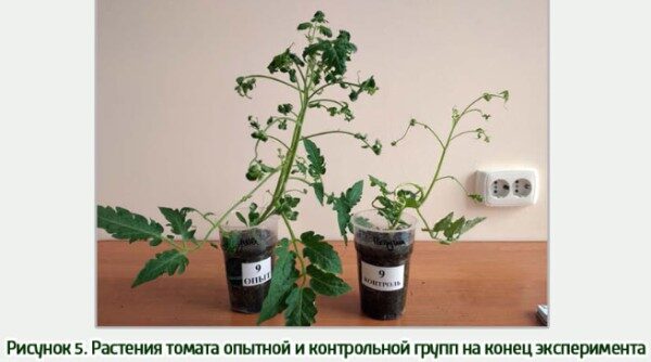экспериментальные растения томатов