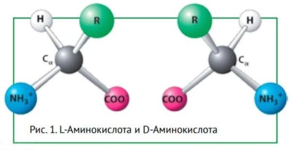 модель аминокислот