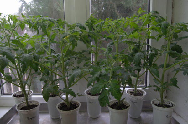 рассада томатов в возрасте 40 дней