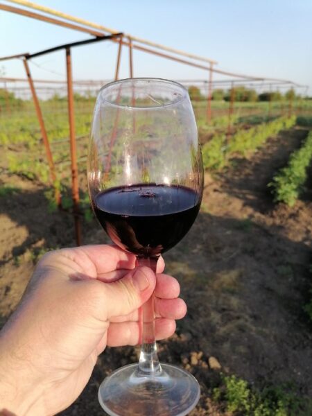 вино из винограда Курчанский