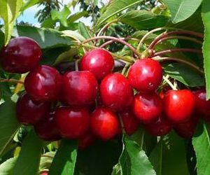 Pacific red cherry